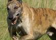 Greyhound Racing: Animal Welfare and Track Safety