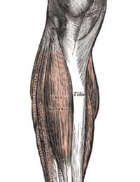 Spica splint Spica splint picture