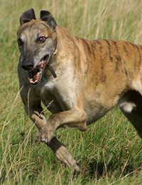 Greyhound Dogs Track Kennels Cruelty